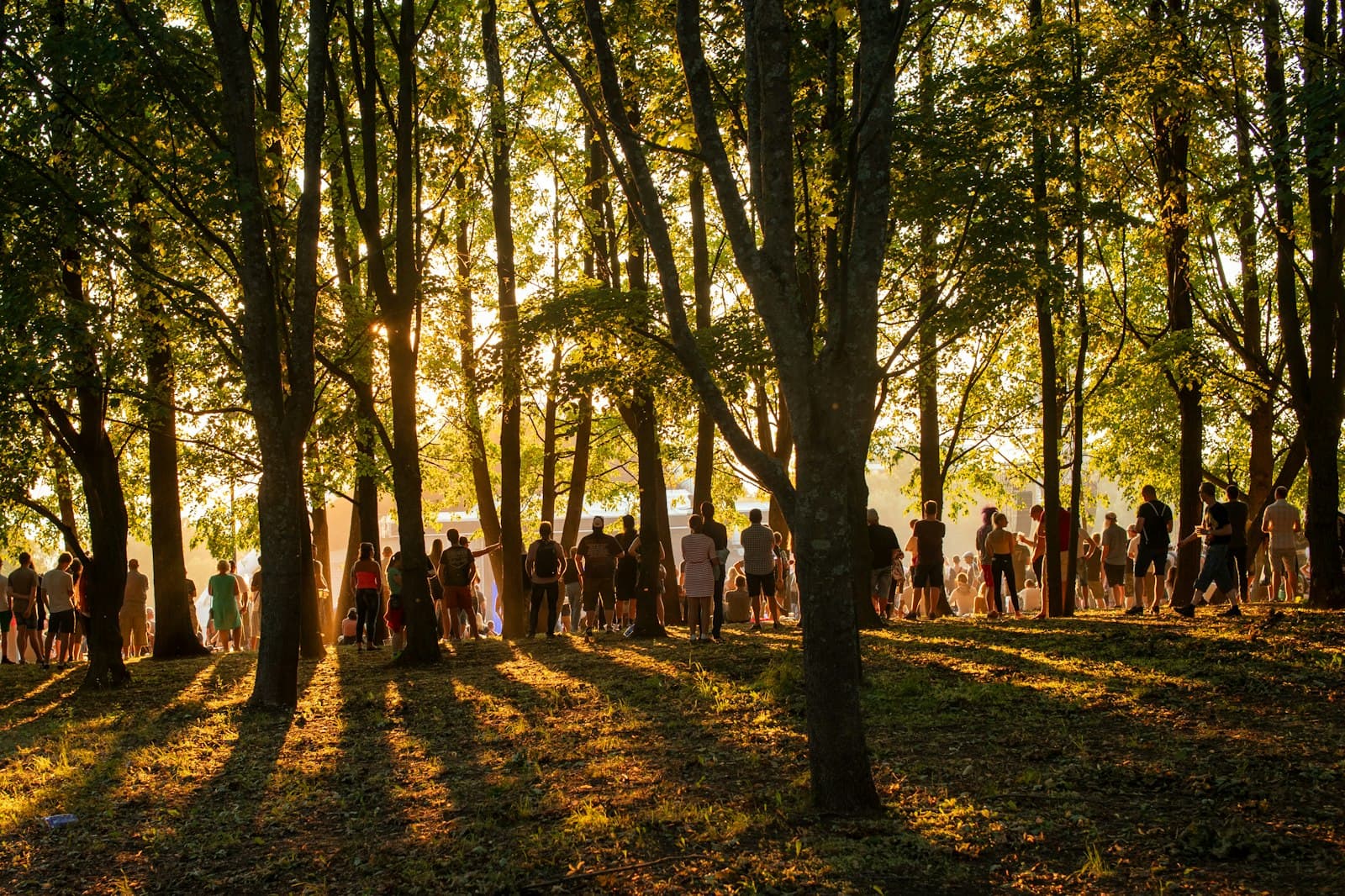 Festival gathering among the trees at golden hour