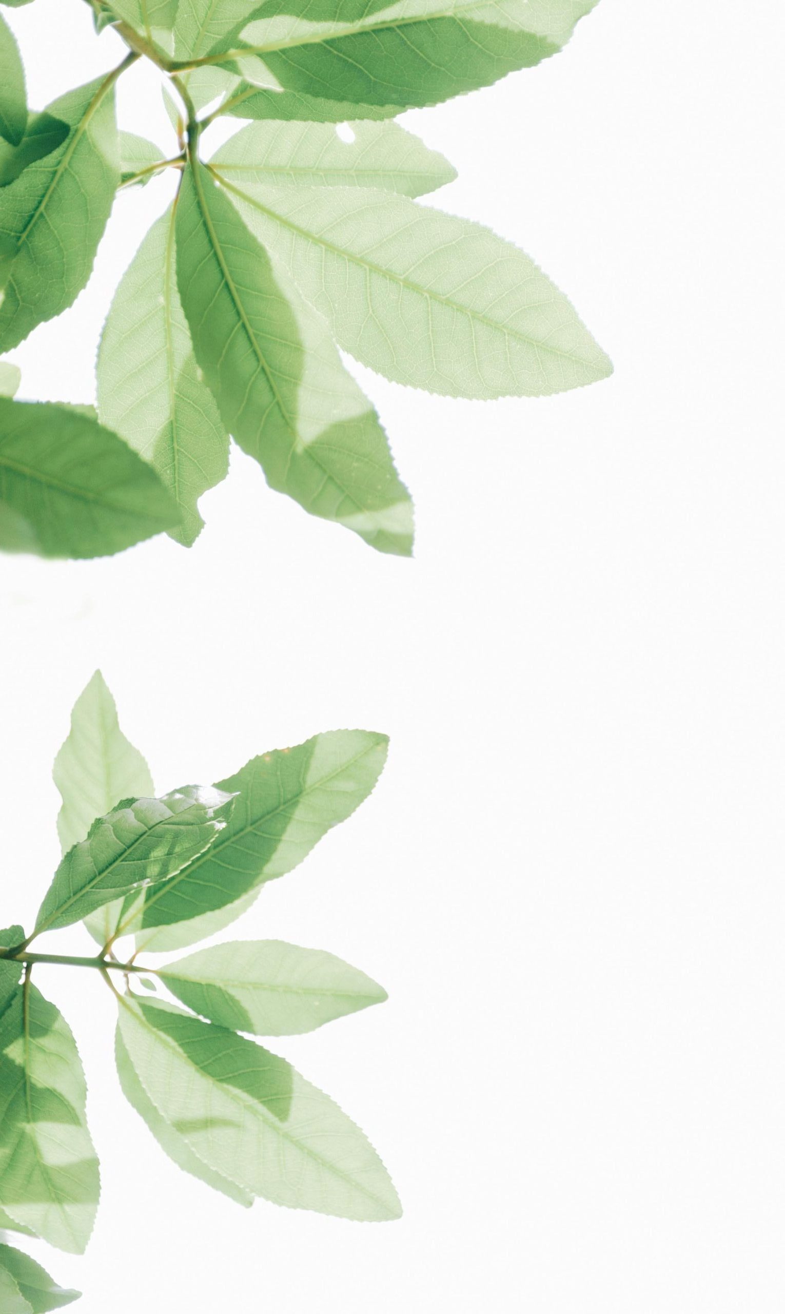 Minimalist photograph of green leaves against a white background showcasing nature's beauty.